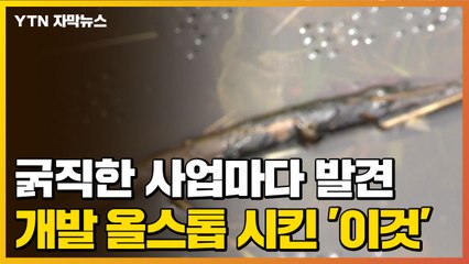 [자막뉴스] 강원도 굵직한 사업마다 발견...개발 올스톱 시킨 '이것' / YTN