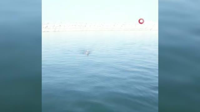 Denizde boğulmak üzere olan köpeği balıkçılar böyle kurtardı