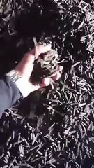 Long pepper, cabe jamu, cabe jawa, now available and ready to export