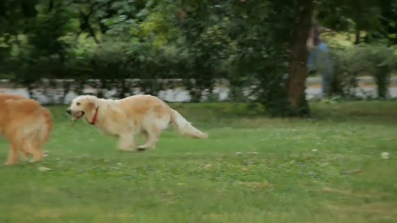 Dog HD Video | Dog Playing Videos | Amazing Dog Videos  With Music | Animals | All4U