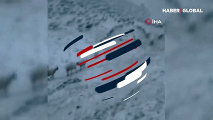 Doğu Anadolu'ya kış erken geldi! Erzincan'da sürü ile kar ve tipiye yakalandılar