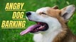 Angry Dog Barking Sound Effect Loud | Dog Loud Sound