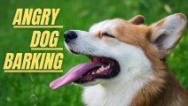 Angry Dog Barking Sound Effect Loud | Dog Loud Sound