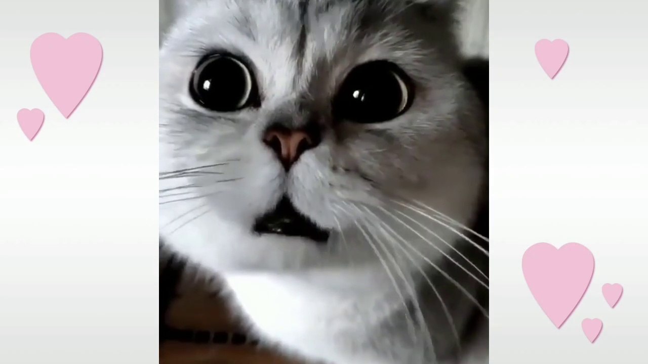 Cute and funny cat