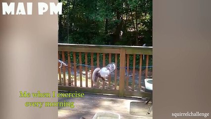 Funniest Animals Video - Try not to LAUGH with Funny Animal's Life Compilation