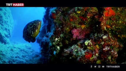 Denizlerdeki tehlike: İstilacı türler