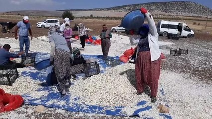 GAZİANTEP - Tescilli Araban sarımsağında ekime başlandı