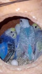 beautiful rainbow bajri colony setup with chicks