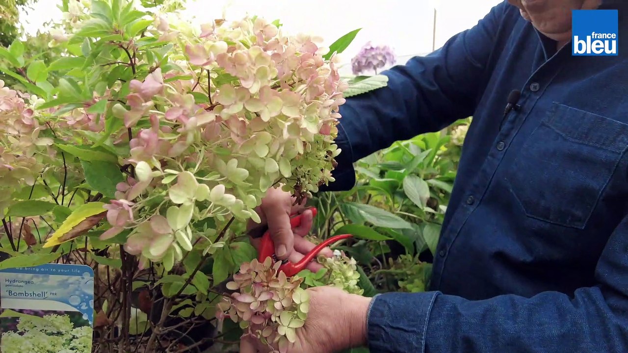 Entretenir les hortensias