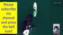 See whales approach a paddle boarder in Argentina