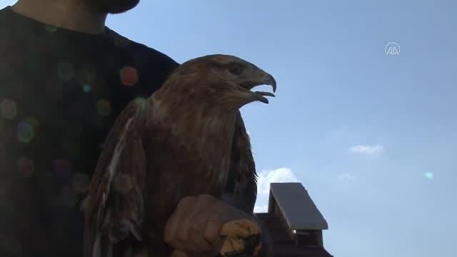 AFYONKARAHİSAR - Tedavisi tamamlanan kızıl şahin doğaya salındı