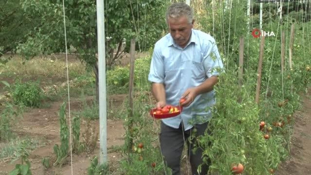Armut değil domates