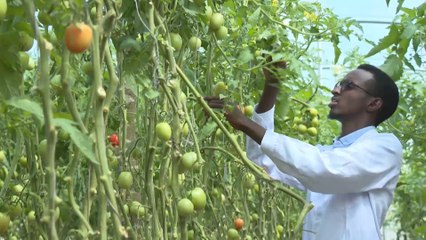 البيوت المحمية ملاذ الشباب الصوماليين لتحديث القطاع الزراعي