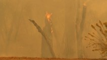 Windy fire threatens giant sequoias in California