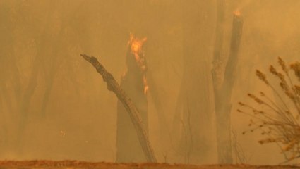 Windy fire threatens giant sequoias in California