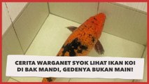 Viral Cerita Warganet Syok Lihat Ikan Koi di Bak Mandi, Gedenya Bukan Main!