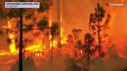 Firefighters race to protect giant sequoias in California fires