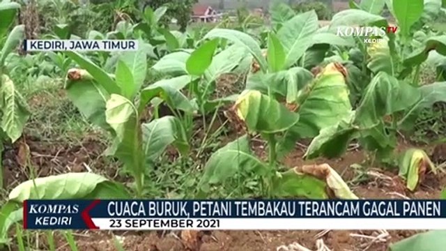 Akibat Curah Hujan Tinggi Petani Tembakau Di Kediri Terancam Gagal Panen