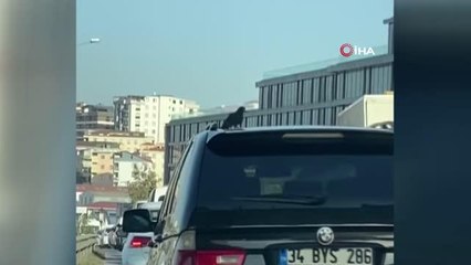 Otomobil üzerinde böyle seyehat etti... Uçmayı bıraktı, arabanın üzerinde seyahat etti