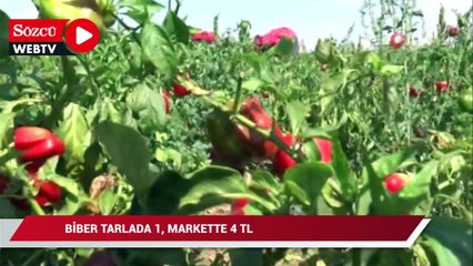 Biber tarlada 1, markette 4 TL