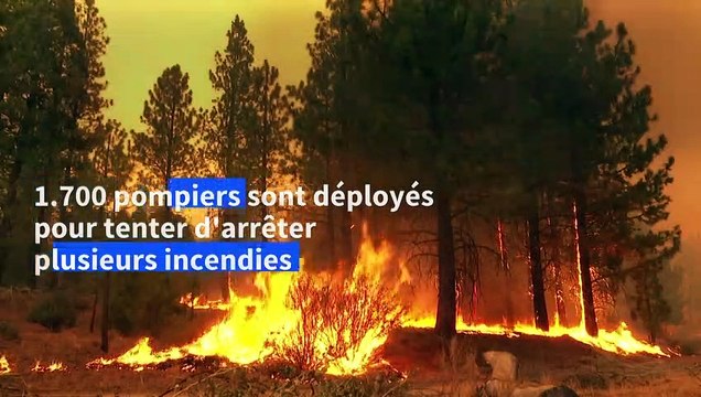 Californie: les pompiers au secours des séquoias géants