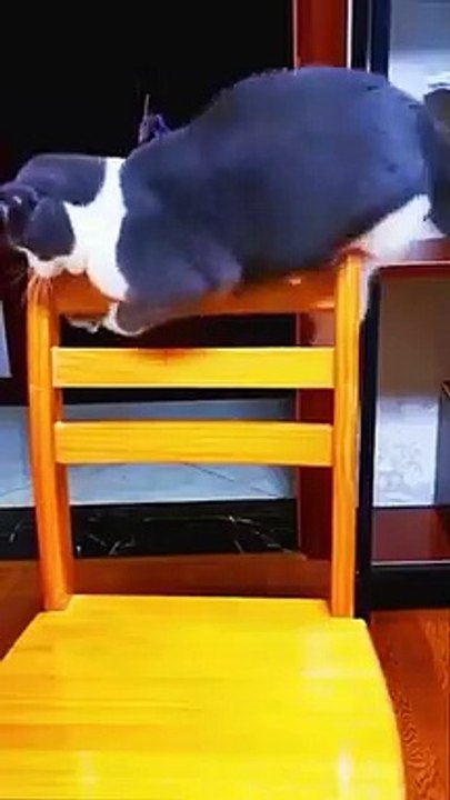 Funny cat