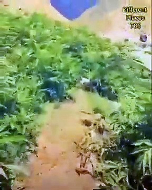 Dudipatsar lake Trip _ Dudipatsar lake Trek _ Beautiful Place in dudipatsar lake _ Dudipatsar lake