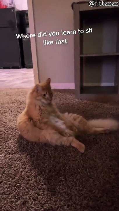 Baby Copies Kitty to Sit Comfortably