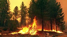 Bombeiros tentam proteger sequoias na Califórnia