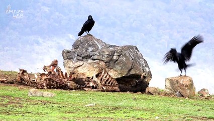 Dinosaurs With Long Tails Would Have Wagged Them As They Ran