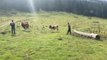 KASTAMONU - Jandarma kaybolan hayvanları bularak sahibine teslim etti