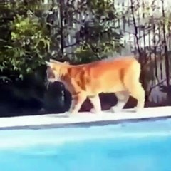 A collection of videos of funny cat, dog and mouse events