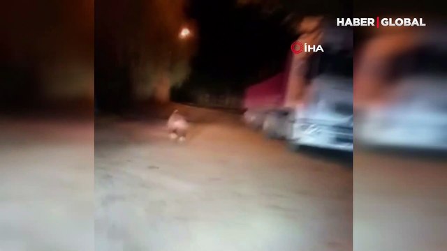 Mahalleye inen ayıyı ormana böyle kovaladılar