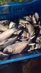 নিউটাউনের রাস্তায় বৃষ্টির জমা জল থেকে উঠল মাছ | Oneindia Bengali