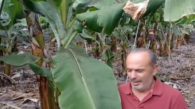 La ceniza del volcán amenaza los cultivos