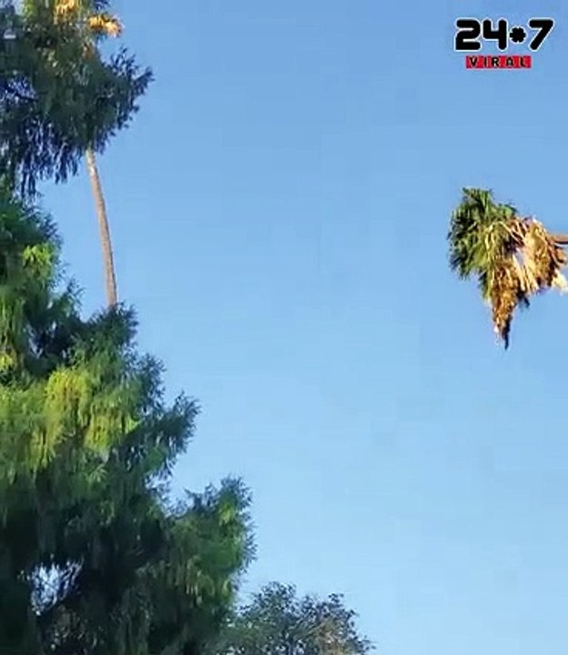 MAN RIDES PALM TREE