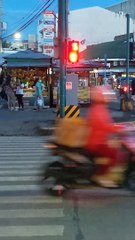 Dog Waits to Cross Street Safely