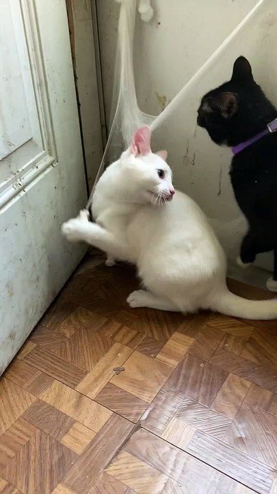 Cats Got Caught in Halloween Web