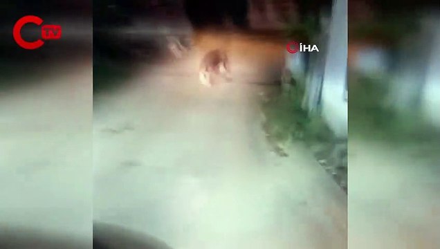Mahalle meydanına inen ayıyı ormana böyle kovaladılar
