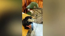 Angry Kitten Meeting New Cat For The First Time- Pets Video- Aww Pets