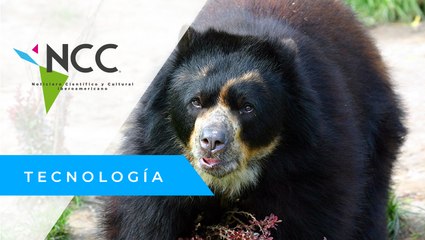 Oso de anteojos, el animal más emblemático de los Andes