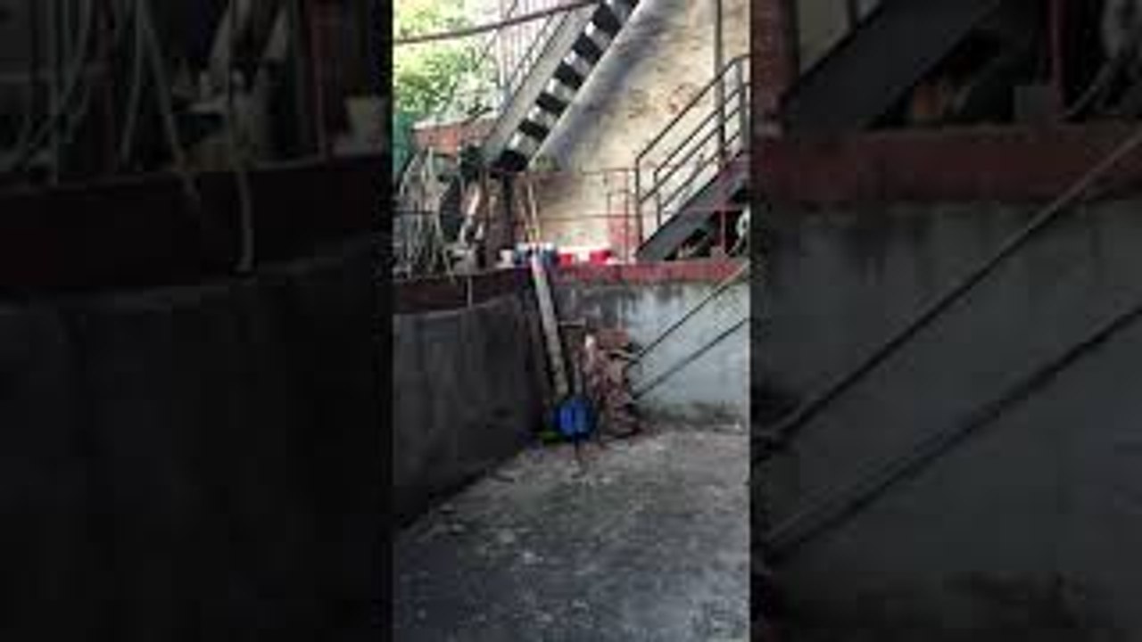 Squirrels Continue to Fight After Fall
