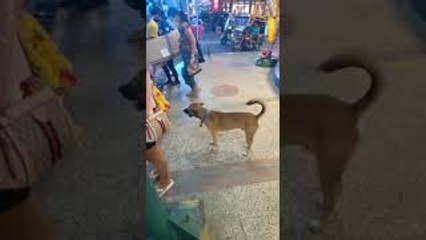 Dog Waits to Cross Street Safely