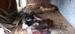 Sinop'ta ayı dehşeti: 6 büyükbaş hayvan telef oldu