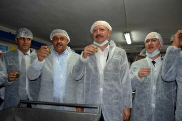 Körfez bölgesinde ilk hasat zeytinler sıkıldı