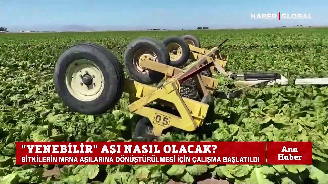 mRna aşısı tarlada yetişecek! Yenebilir aşı nasıl olacak?