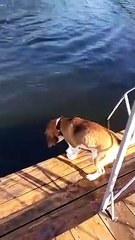 Dog Saving A Girl - Lovely Dog -Funniest And Craziest Videos