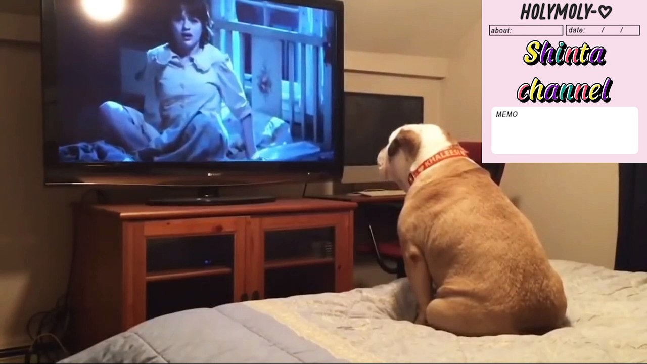 funny animal video clips