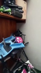 Infestação de borrachudo preocupa comunidade de Gaspar; veja vídeo