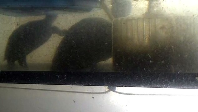 【Lamu chan】3529【ラムちゃん】